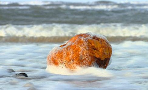Amber comes from the Baltic Sea 
