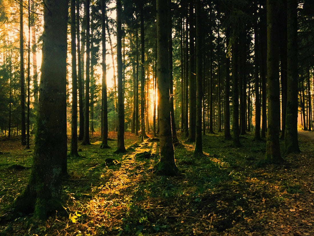 Forest Bathing: The Health Benefits of Connecting with Nature